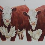 The Herefords
